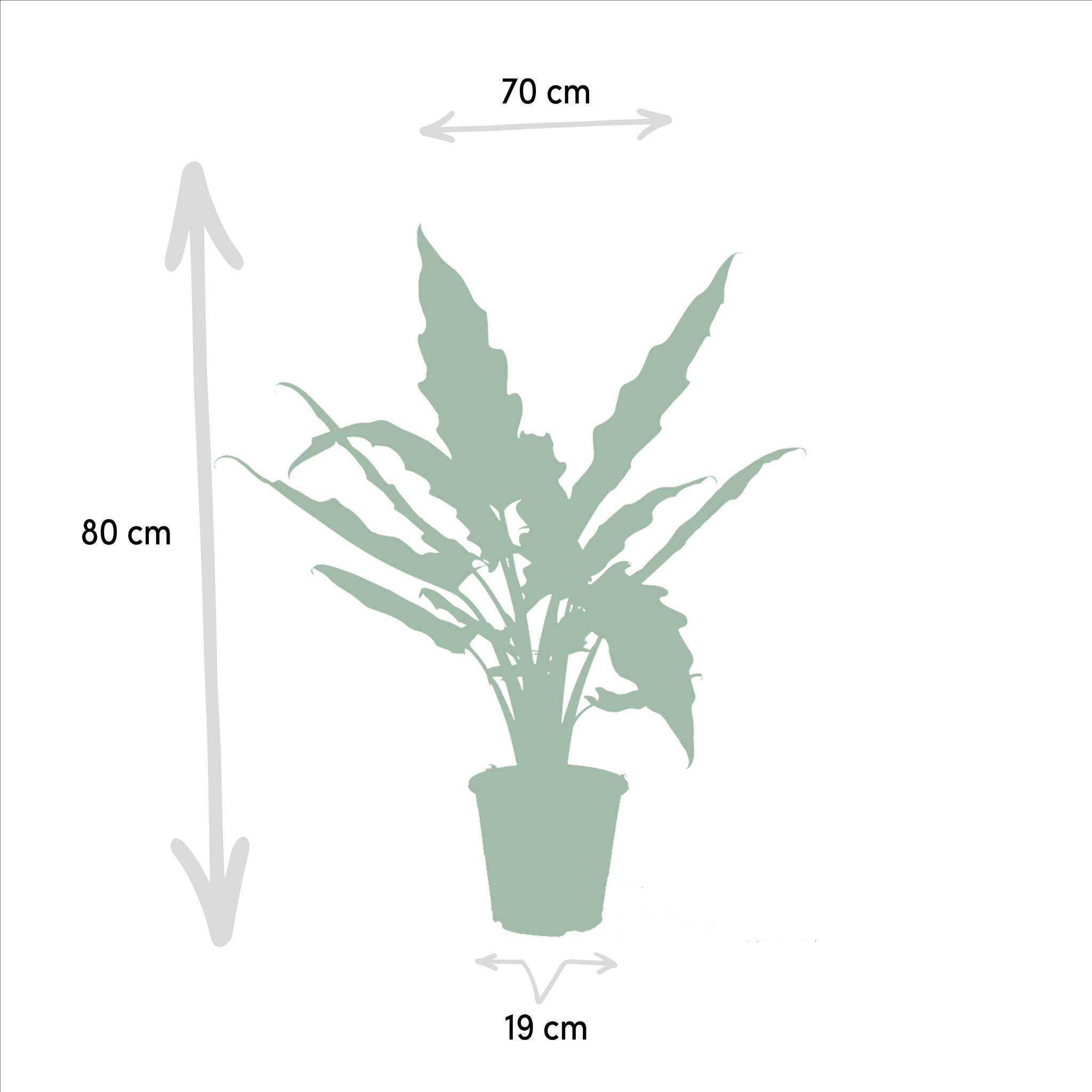 La Green Touch - Alocasia Cucullata - H19cm - Imagen 6