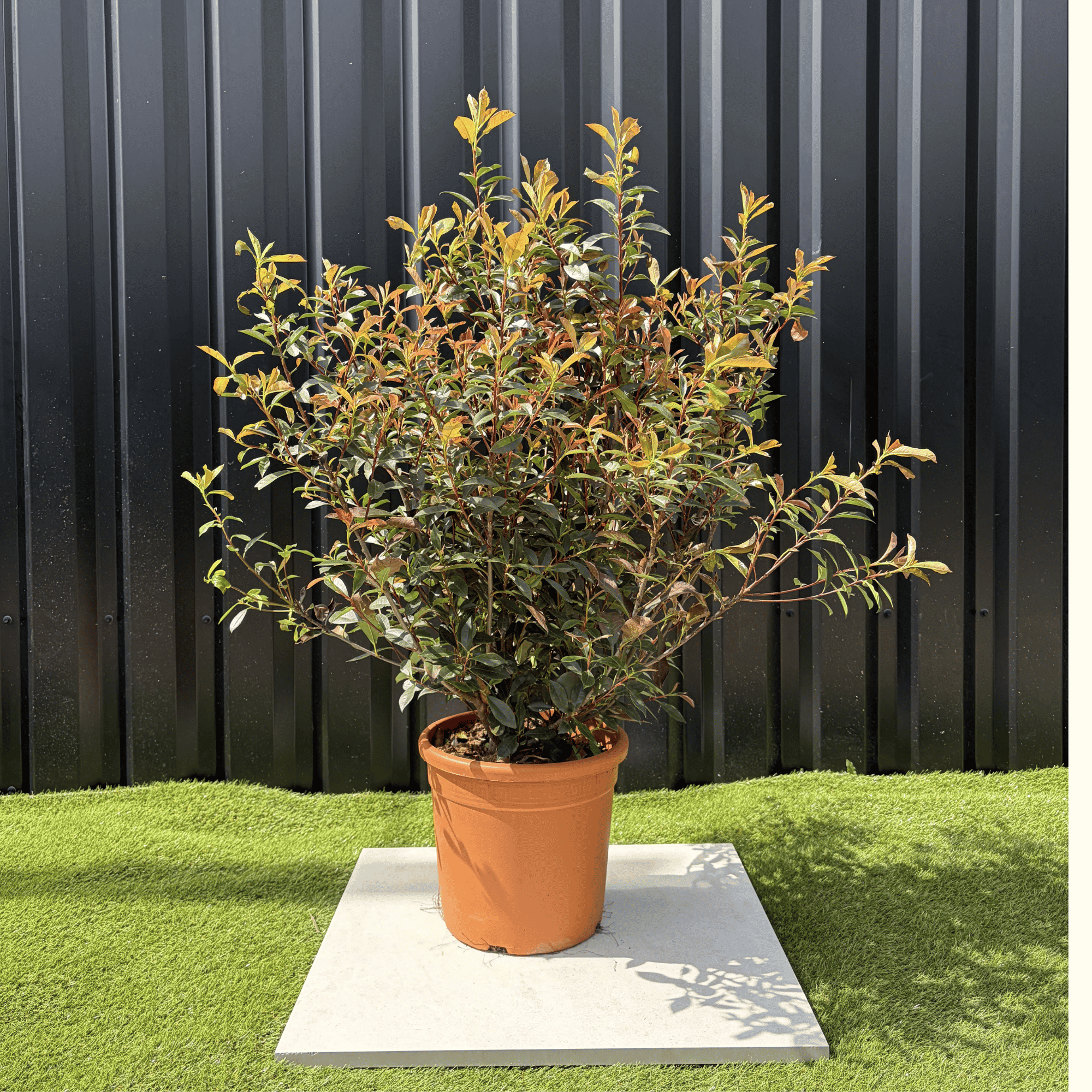Photinia Fraseri Compacta Carré Rouge Hauteur 100 cm - Image 1