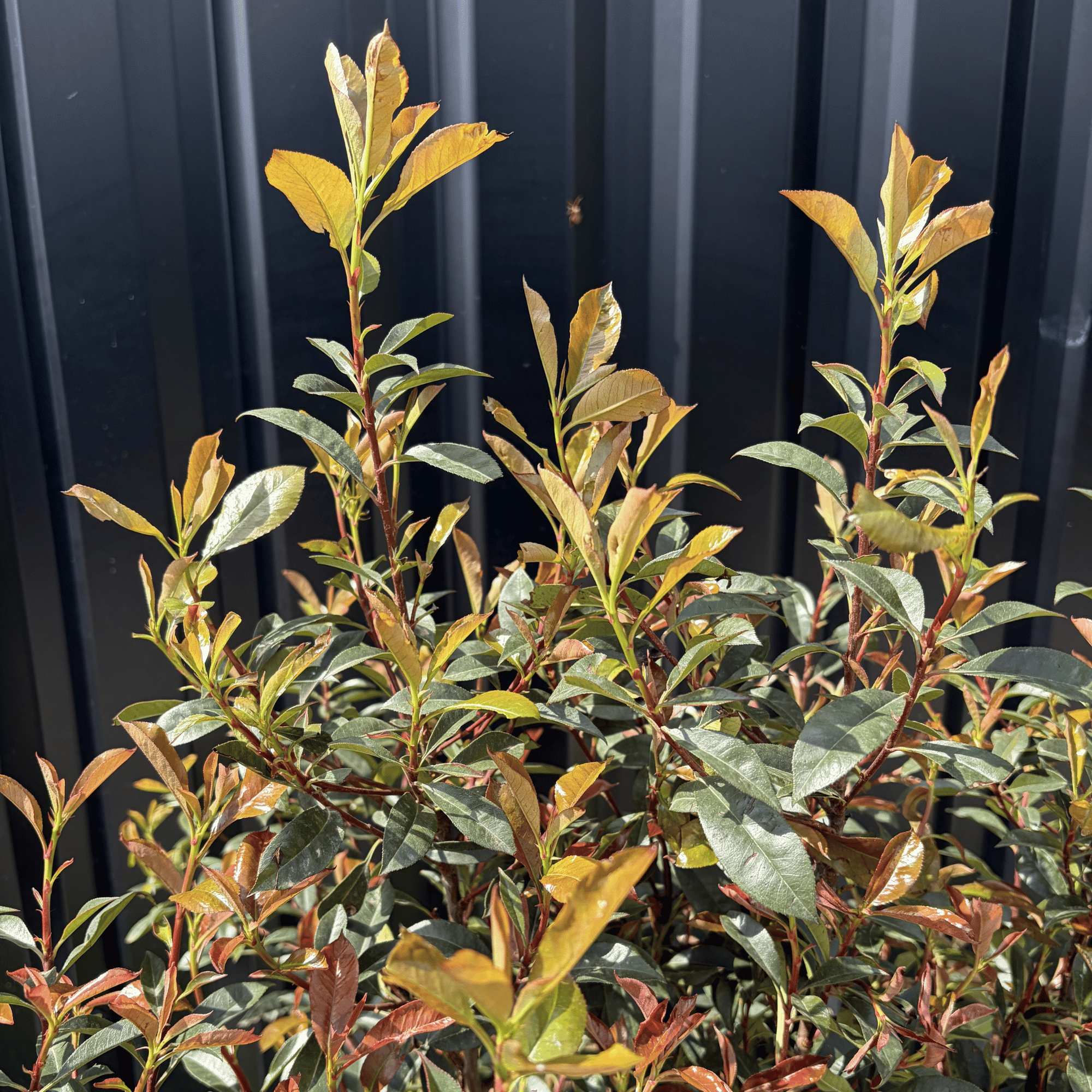 Photinia Fraseri Compacta Carré Rouge Hauteur 100 cm - Image 2