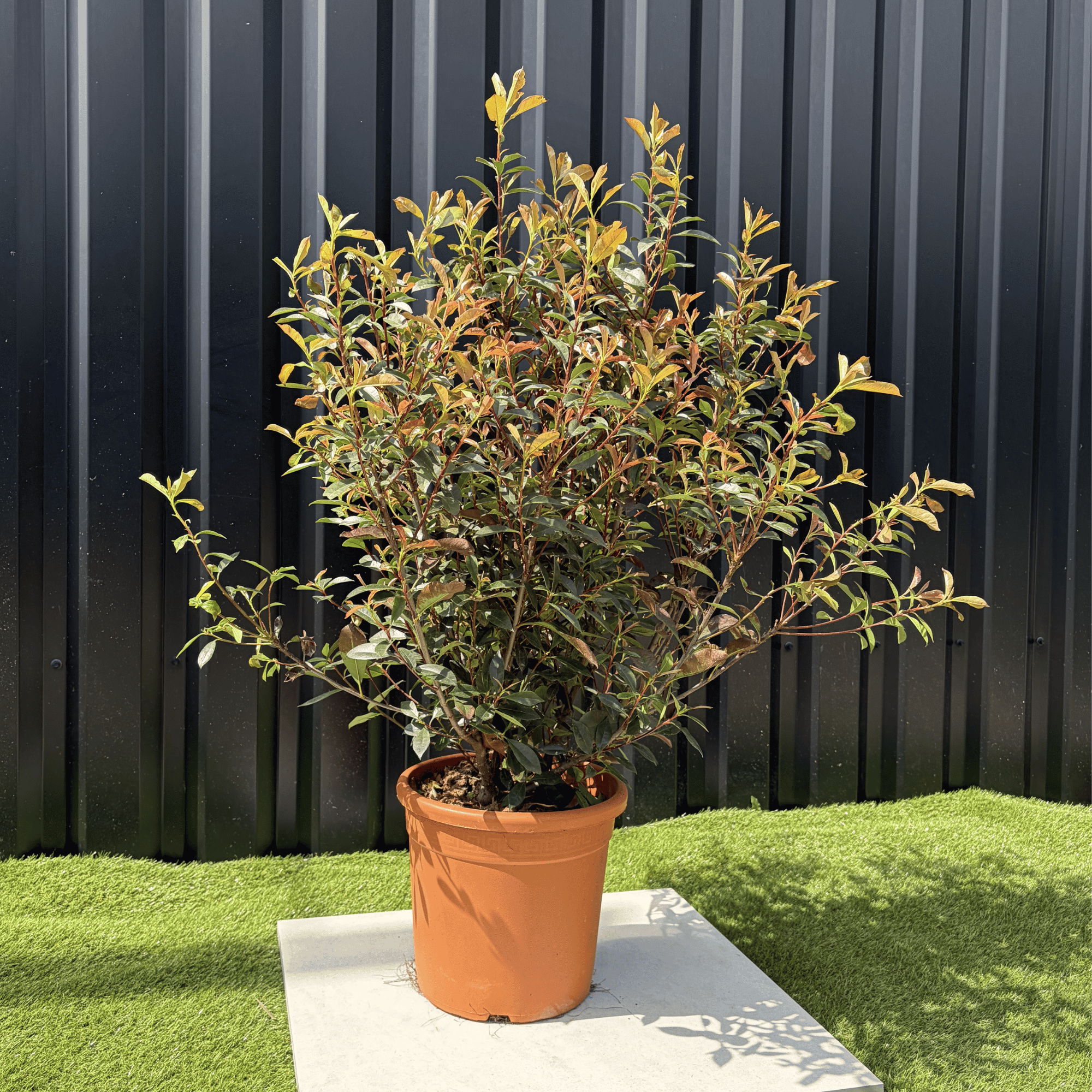 Photinia Fraseri Compacta Carré Rouge Hauteur 100 cm - Image 3