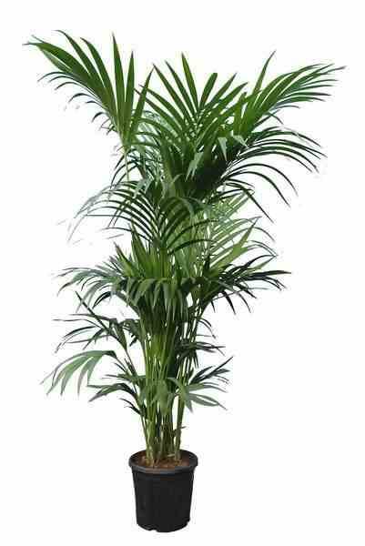 0 - Howea forsteriana (kentia) Pot de 25L - 200-225cm - Image 2