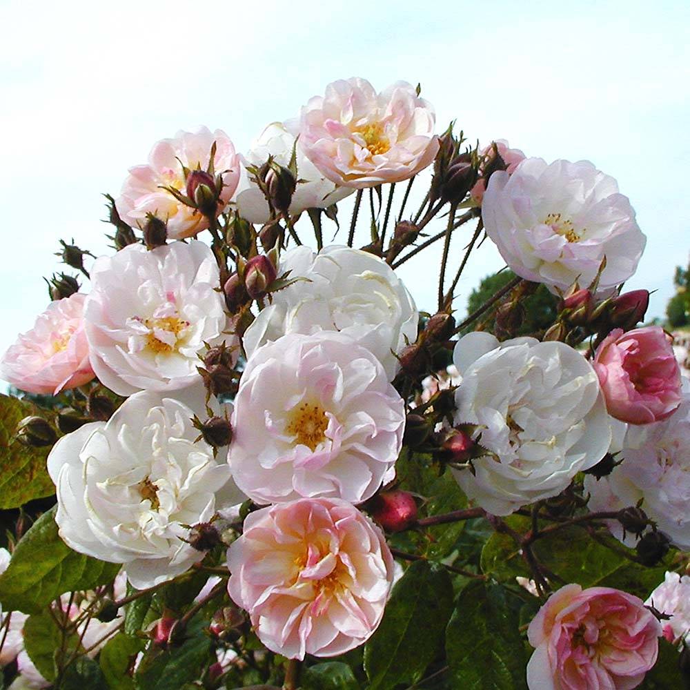 Promesse de Fleurs - Rosier grimpant Dentelle de Malines Pot de 4L/5L