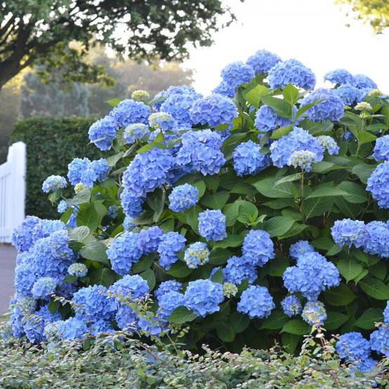 Hortensia - Hydrangea macrophylla Endless Summer The Original (bleu) Pot de 2L/3L