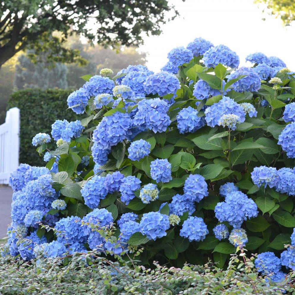 Hortensia - Hydrangea macrophylla Endless Summer The Original (bleu) Pot de 2L/3L