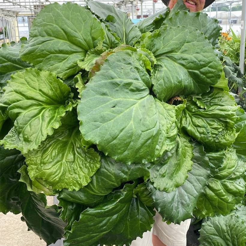 Bergenia Ripple Effect Pot de 2L/3L