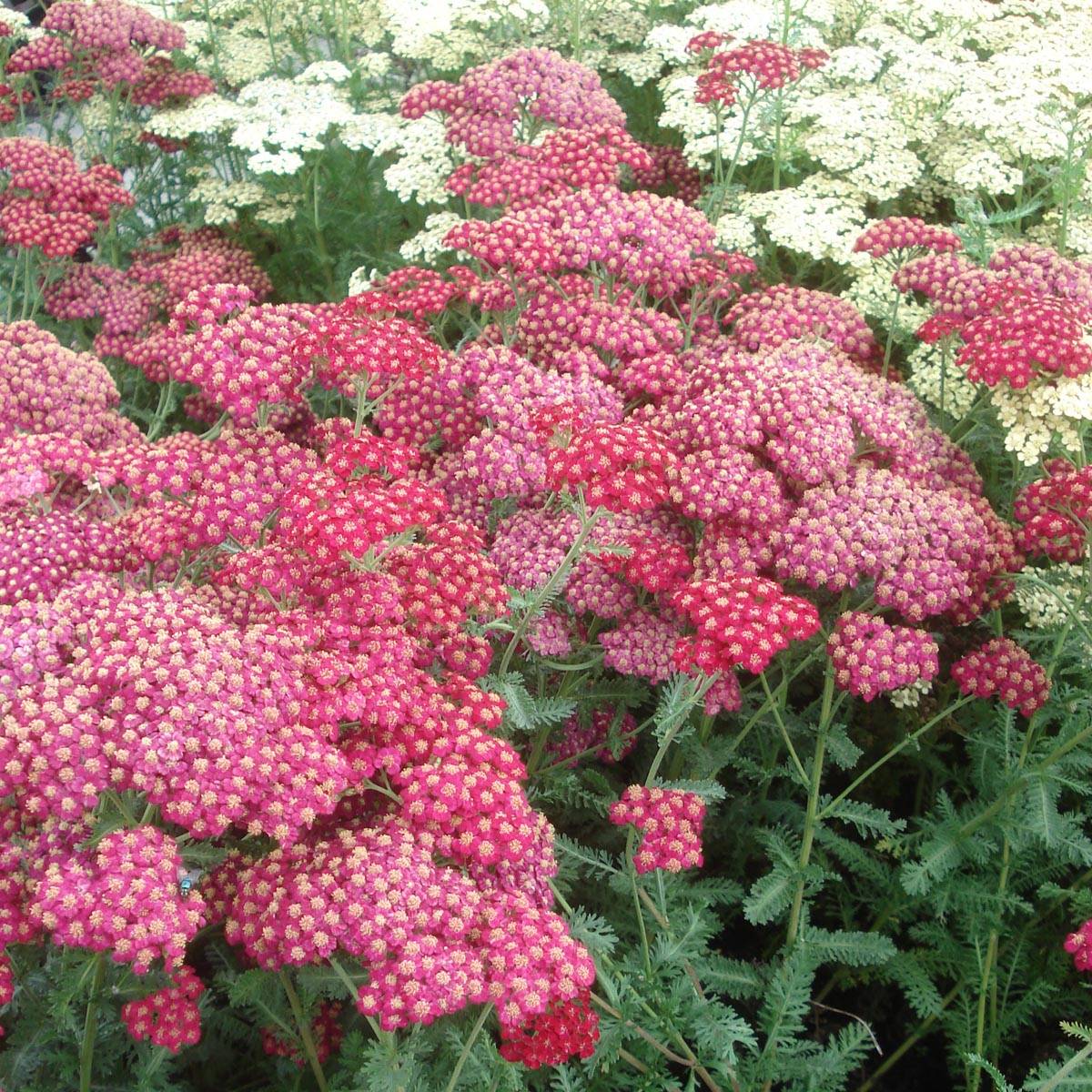 Achillée millefolium Red Velvet Godet de 8/9 cm