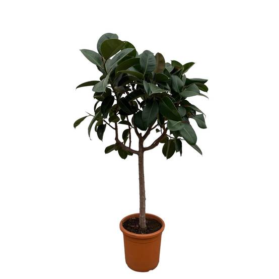 Ficus Elastica Robusta Sur Tige - D30 H180cm