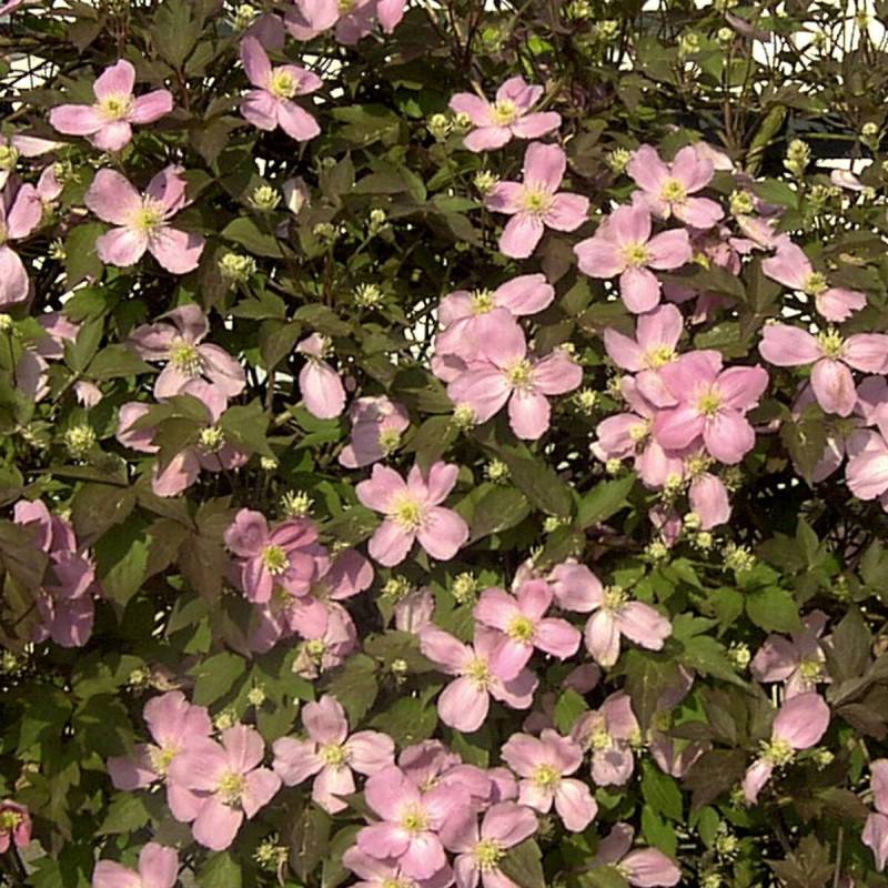 Clématite montana Tetrarose à fleurs Rose - feuillage Caduc - Godet - 5/20 cm-  hauteur à maturité De 5,00 m à 10,00 m - Imagen 1