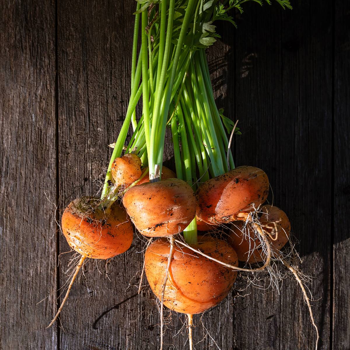 Carotte Marché de Paris - Daucus carota le sachet de 3600 graines environ (5g)