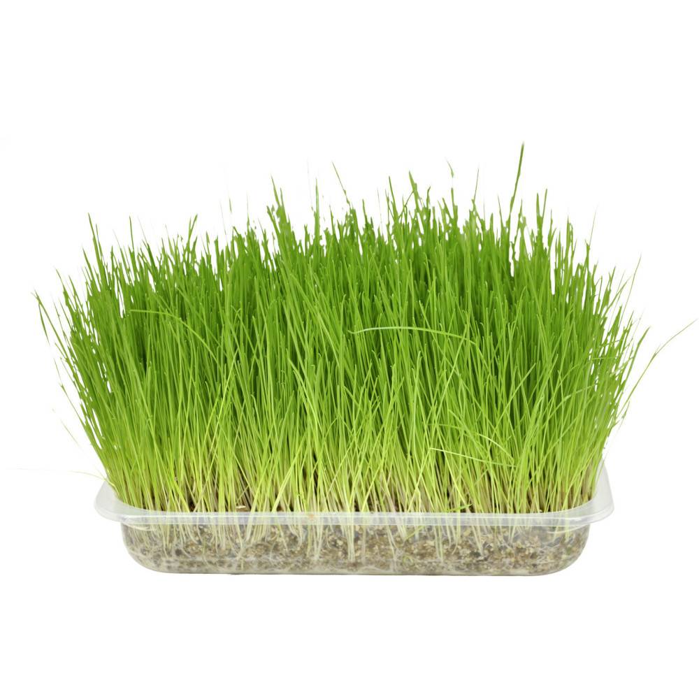 Flamingo - Semence Herbe à chat, barquette de 140g - Imagen 1