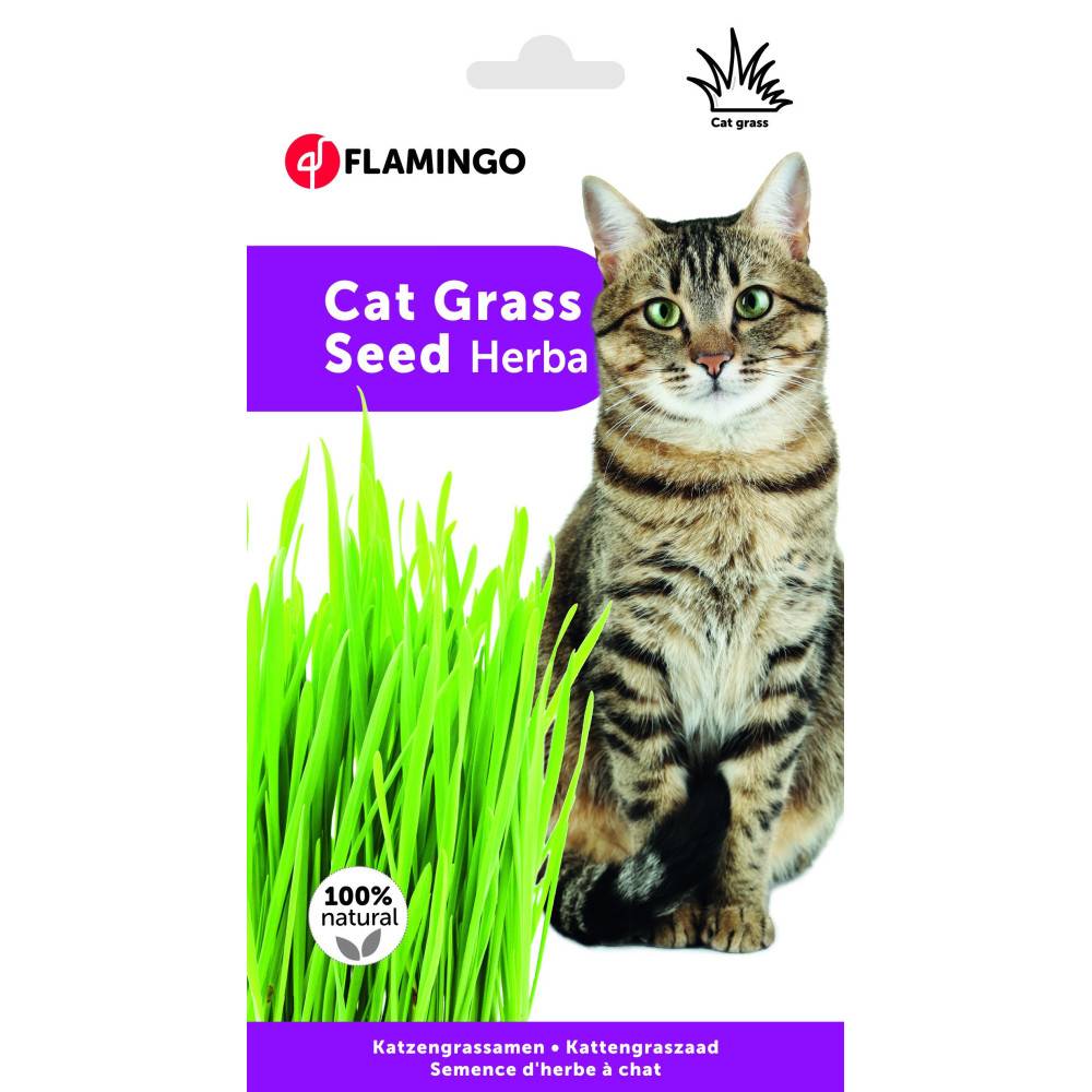 Flamingo - Semence Herbe à chat, barquette de 140g - Imagen 2