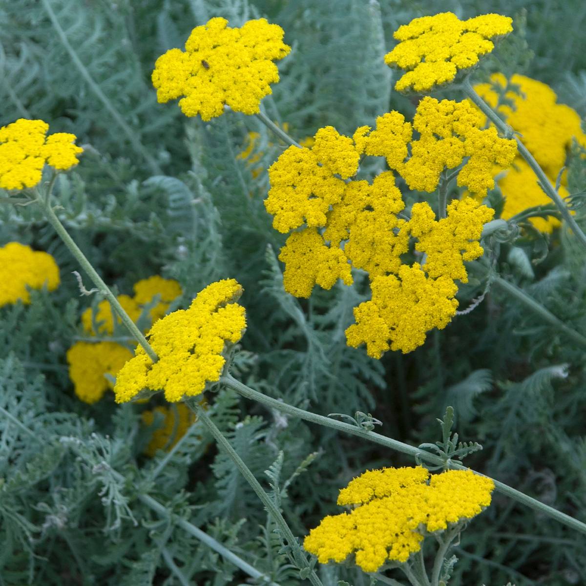 Achillea clypeolata - Achillée Godet de 8/9 cm