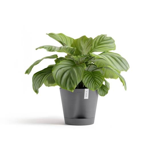Ecopots - Pot Rond Venice 2 Gris + réservoir d'eau - Ø 30 x H. 26,3 cm - 4 L ECOPOTS - Imagen 2