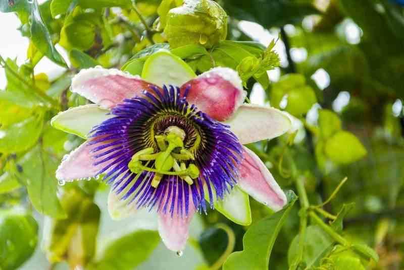 0 - Passiflora edulis var. flavicarpa ADULTE (Fruit de la passion (Grenadille jaune)  Pot de 25L - 200-225cm
