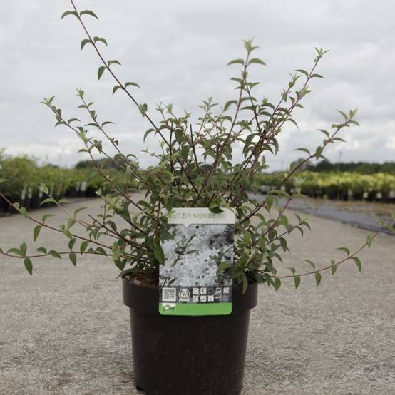 Deutzia monbeigii Pot de 2L/3L
