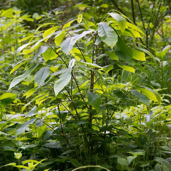 Asimina triloba - Pawpaw Pot de 2L/3L