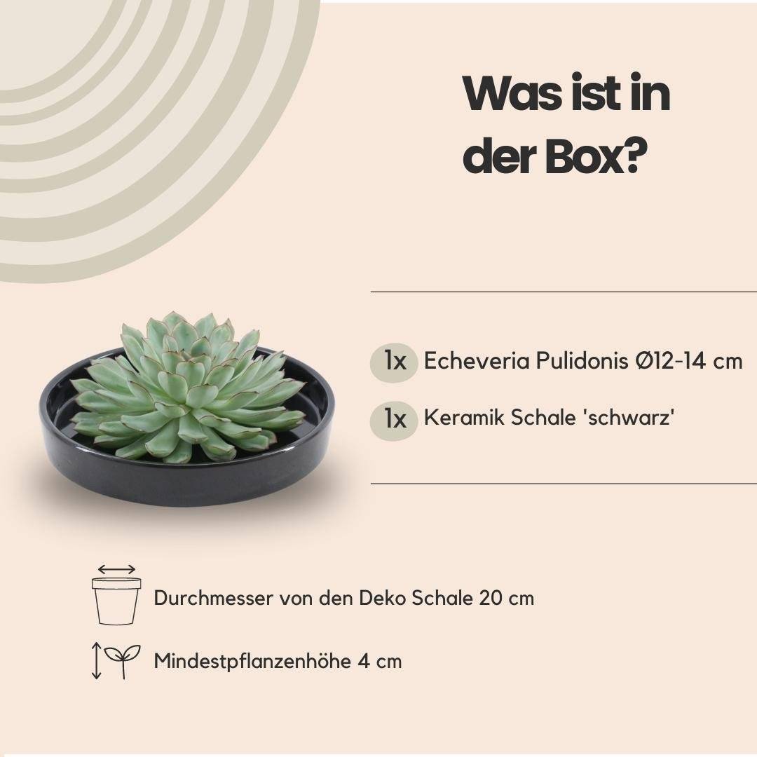 La Green Touch - Echeveria Pulidonis Sans Racines- La Green Touch - Imagen 4