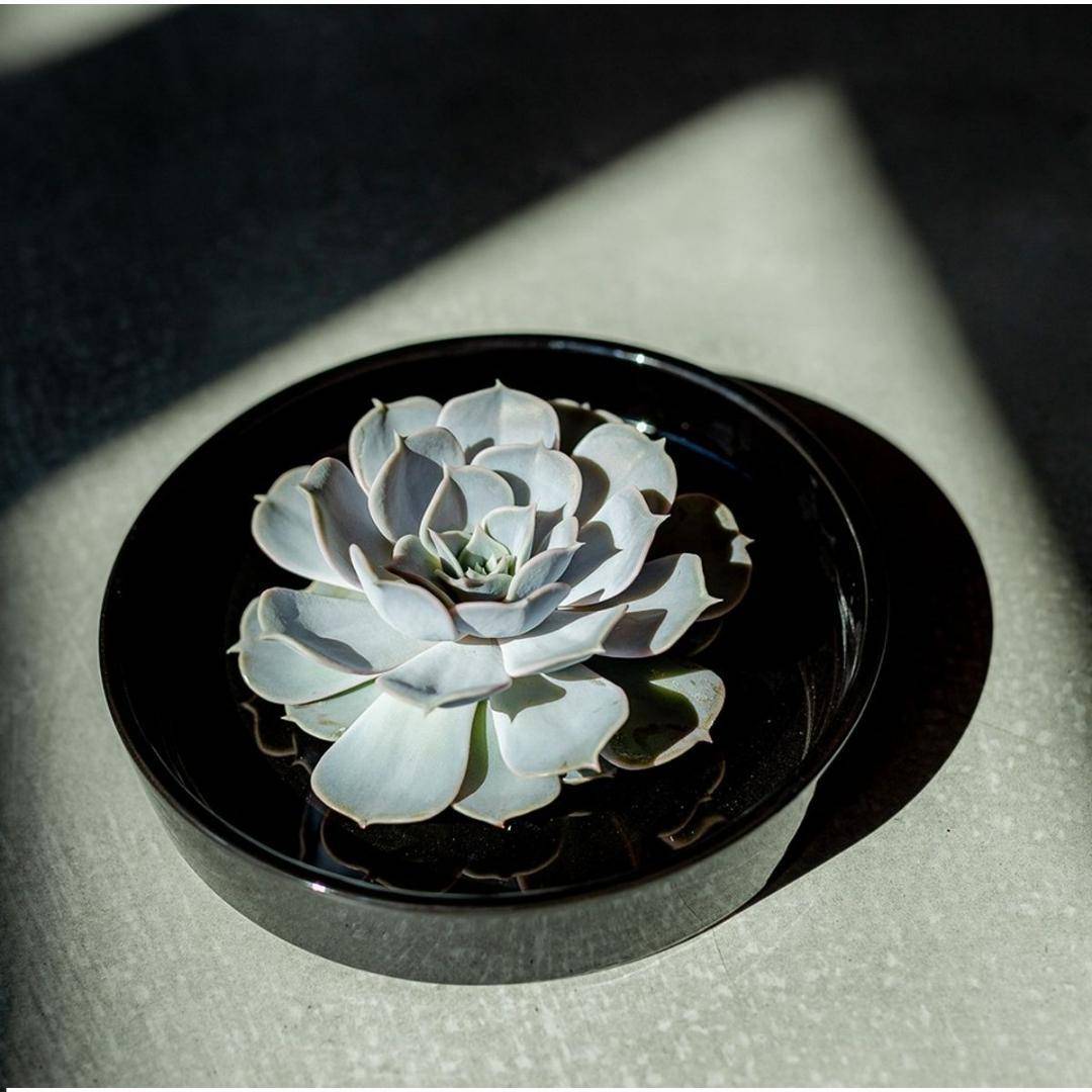 La Green Touch - Echeveria Pulidonis Sans Racines- La Green Touch - Imagen 2