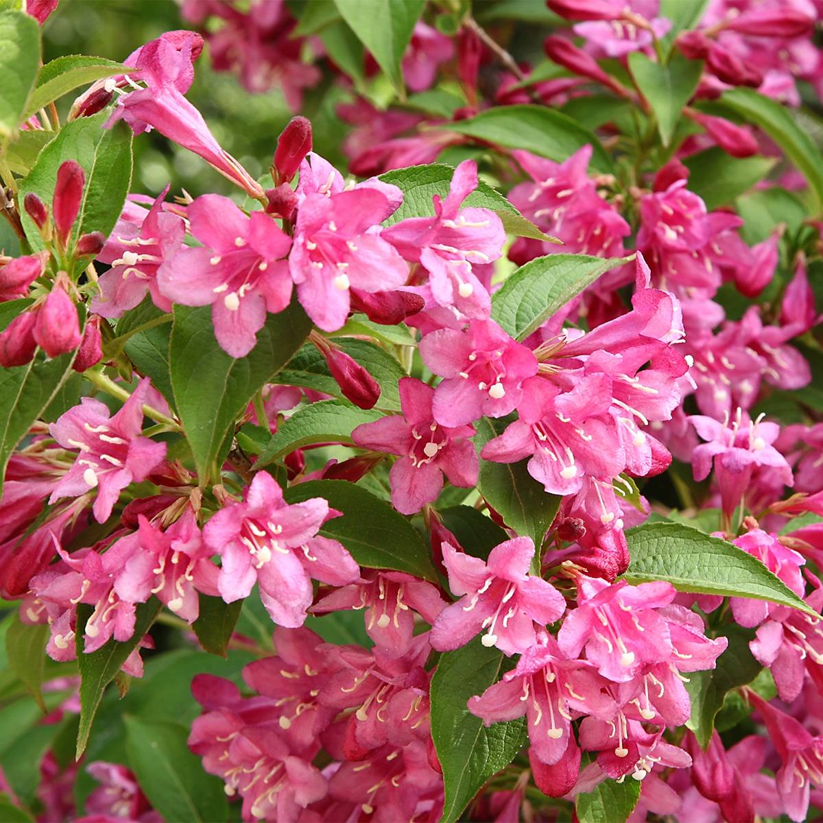 Weigela Minuet Godet de 8/9 cm - Image 1