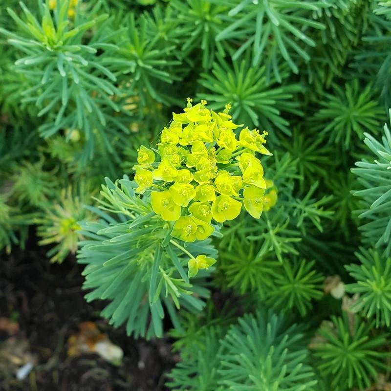 Euphorbe Copton Ash à fleurs Jaune/Vert - feuillage Persistant - Godet - 5/20 cm - Imagen 2