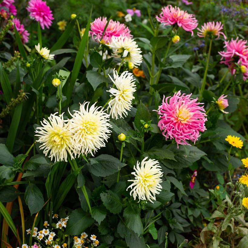 Graines de Dahlia Cactus Hybrids Mix le sachet de 50 graines environ (0,6g)