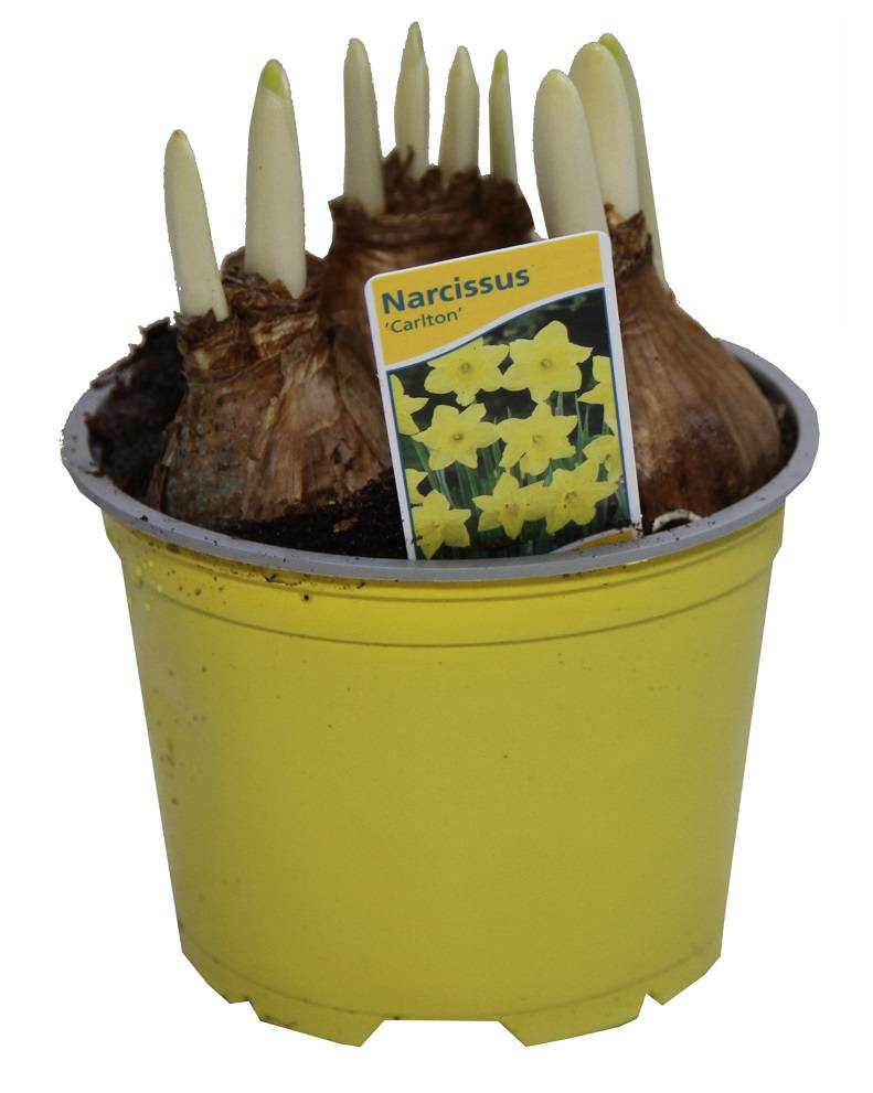 Horti-Flandre - Narcisse Carlton Pot 12 cm