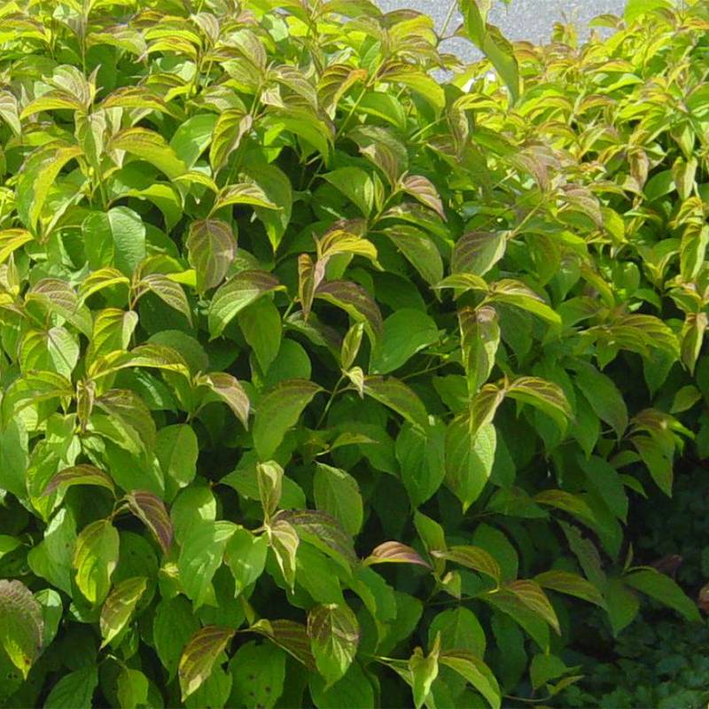 Cornus stolonifera Kelsey's Dwarf - Cornouiller stolonifère Pot de 1L/1,5L - Image 1