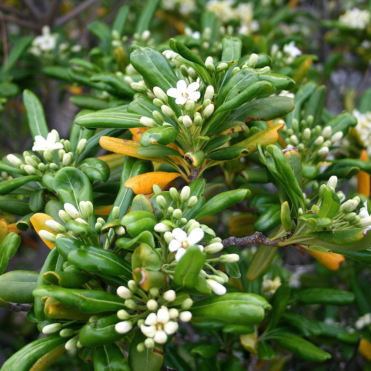 Pittosporum tobira - Pittospore du Japon Pot de 7,5L/10L - Image 1