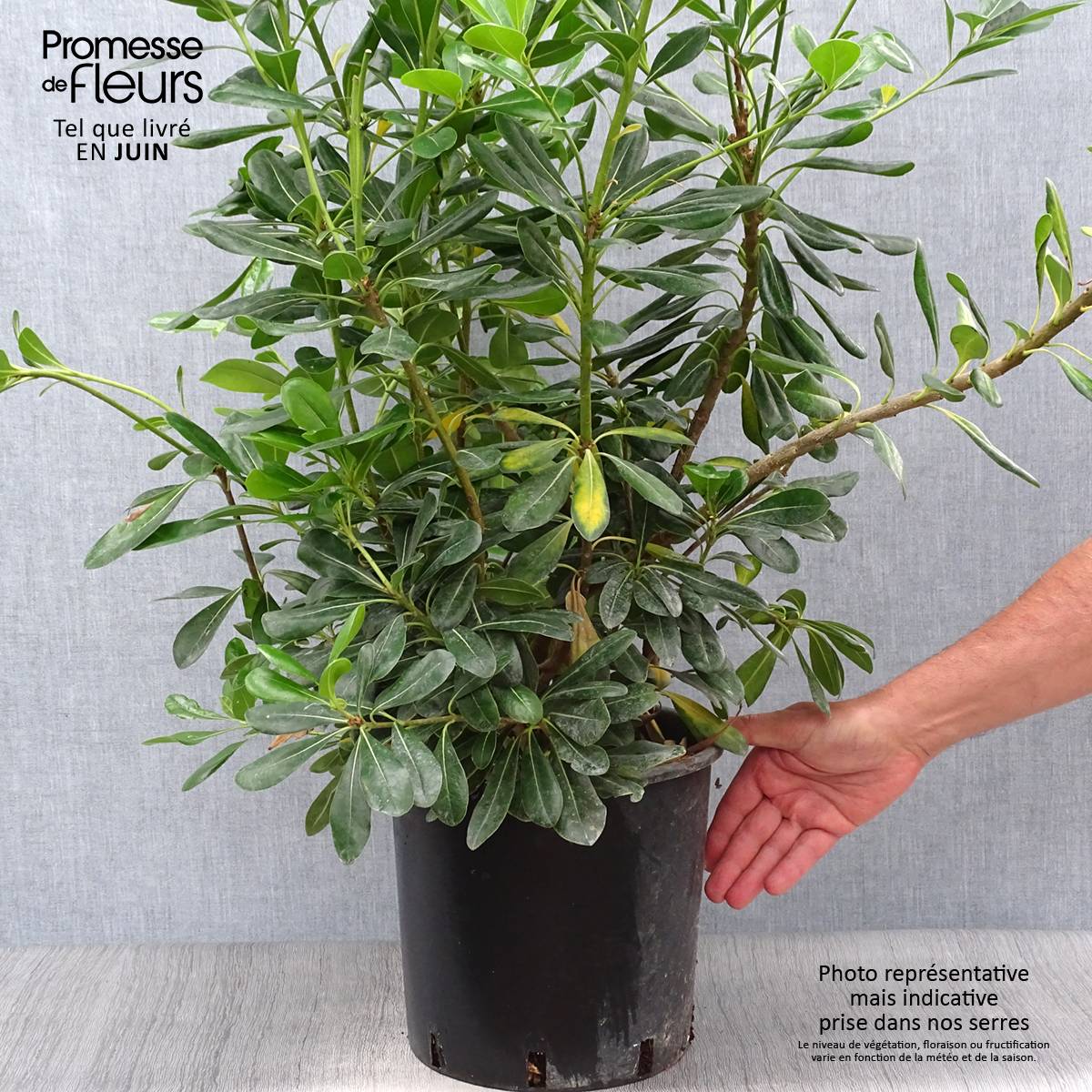 Pittosporum tobira - Pittospore du Japon Pot de 7,5L/10L - Image 2