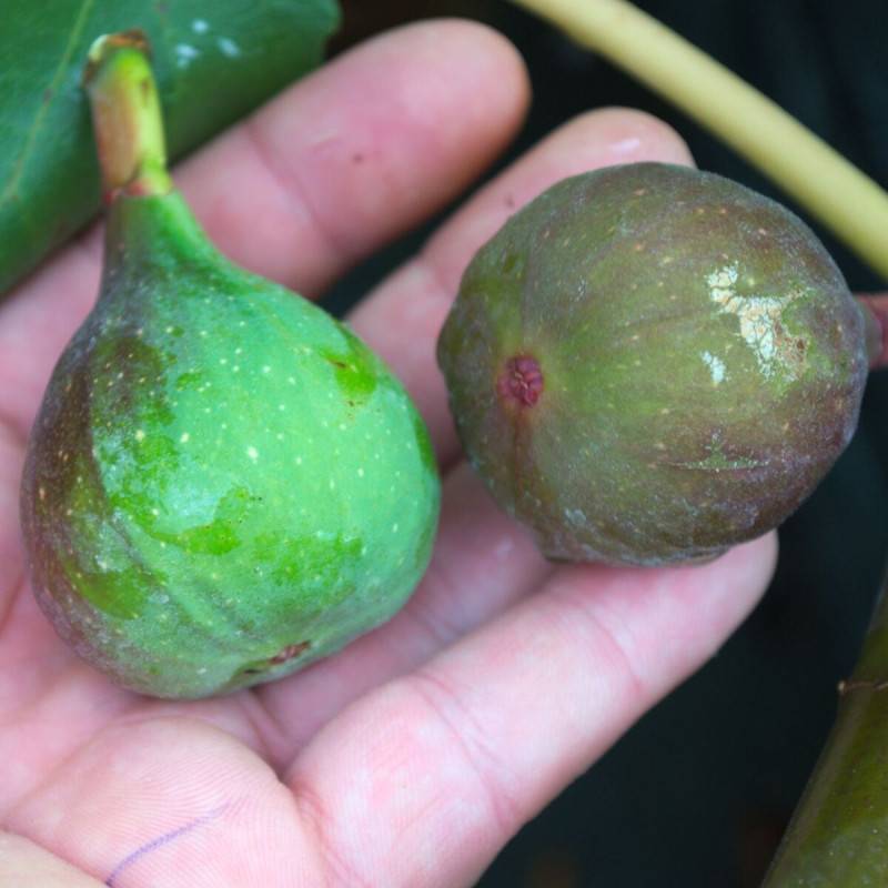 Figuier Noir de Bellone, Ficus carica - Moyen rendement - Pot de 3L - 30/60 cm - De 3,00 m à 5,00 m - Imagen 1