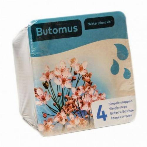 Kit de 2 plantes aquatiques - bassin et fontaine - Iris blanc - Image 3