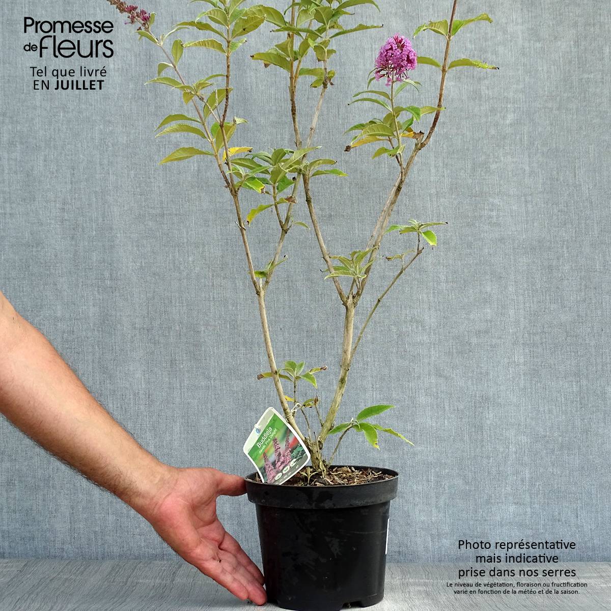 Buddleia davidii Pink Delight - Arbre aux papillons à fleurs rose vif Pot de 3L/4L - Image 2