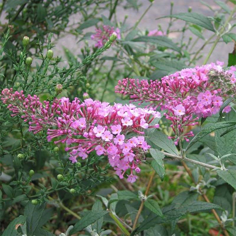 Promesse de Fleurs - Buddleia davidii Pink Delight - Arbre aux papillons à fleurs rose vif Pot de 3L/4L