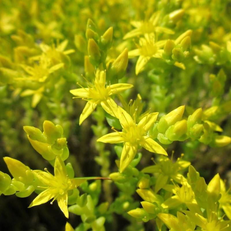 Orpin âcre, Poivre des murailles, Sedum à fleurs Jaune/ - feuillage Persistant - Godet - 5/20 cm - Imagen 5
