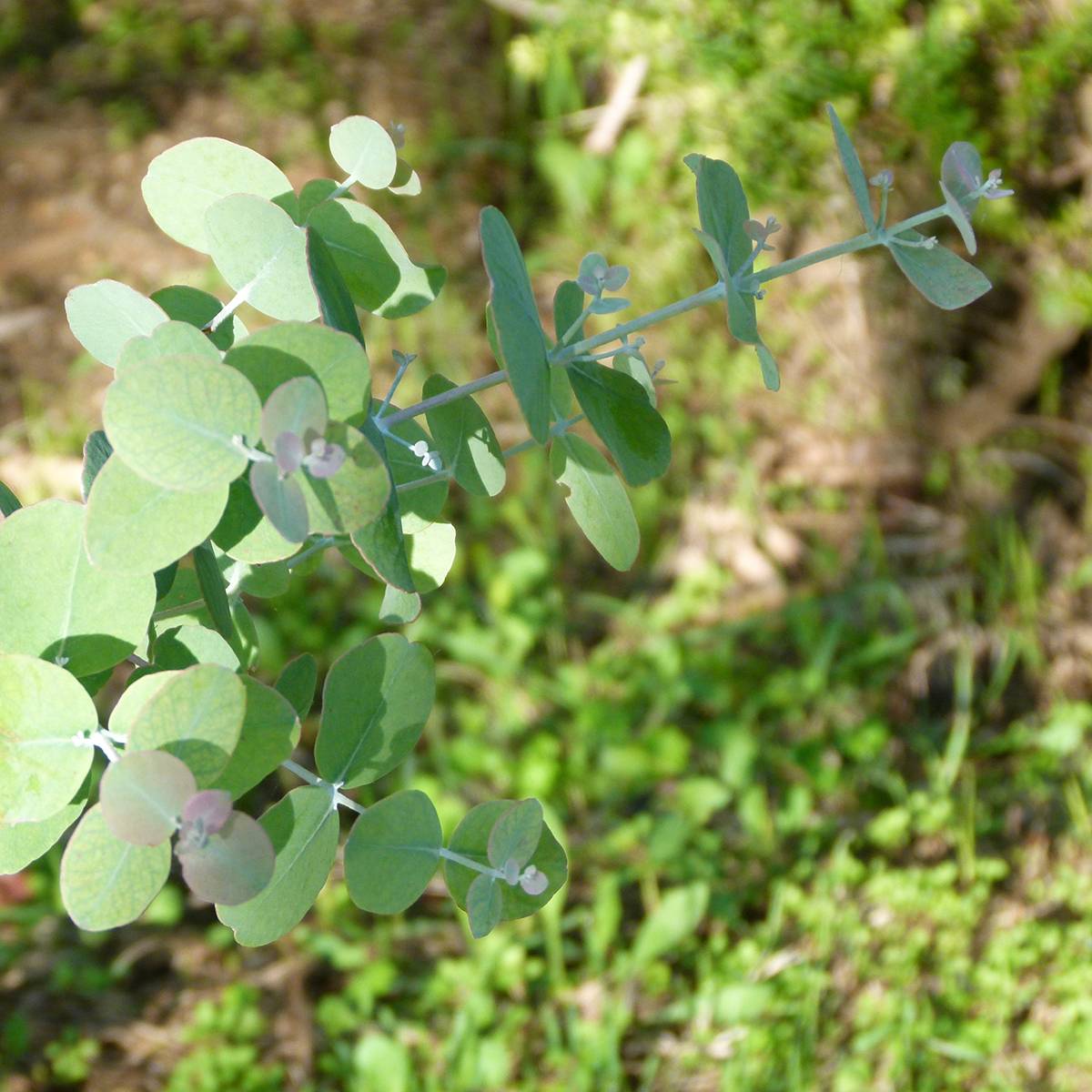Eucalyptus goniocalyx Dwarf form - Eucalyptus goniocalyx forme naine Pot de 4L/5L, Pot anti-chignon - Image 1