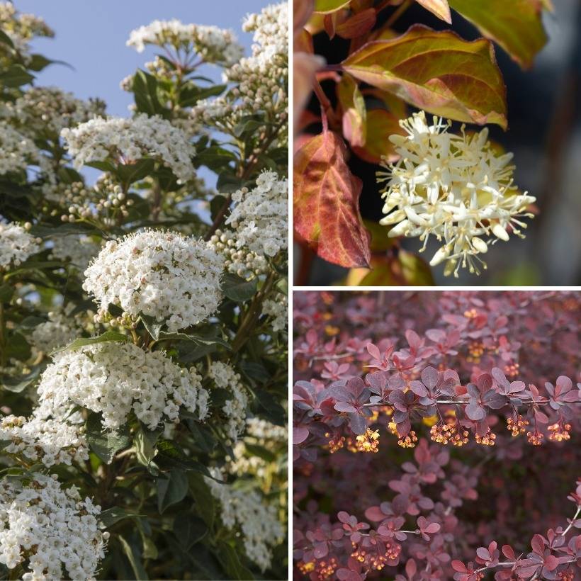 Promesse de Fleurs - Kit haie basse éco - Collection de 3 plantes