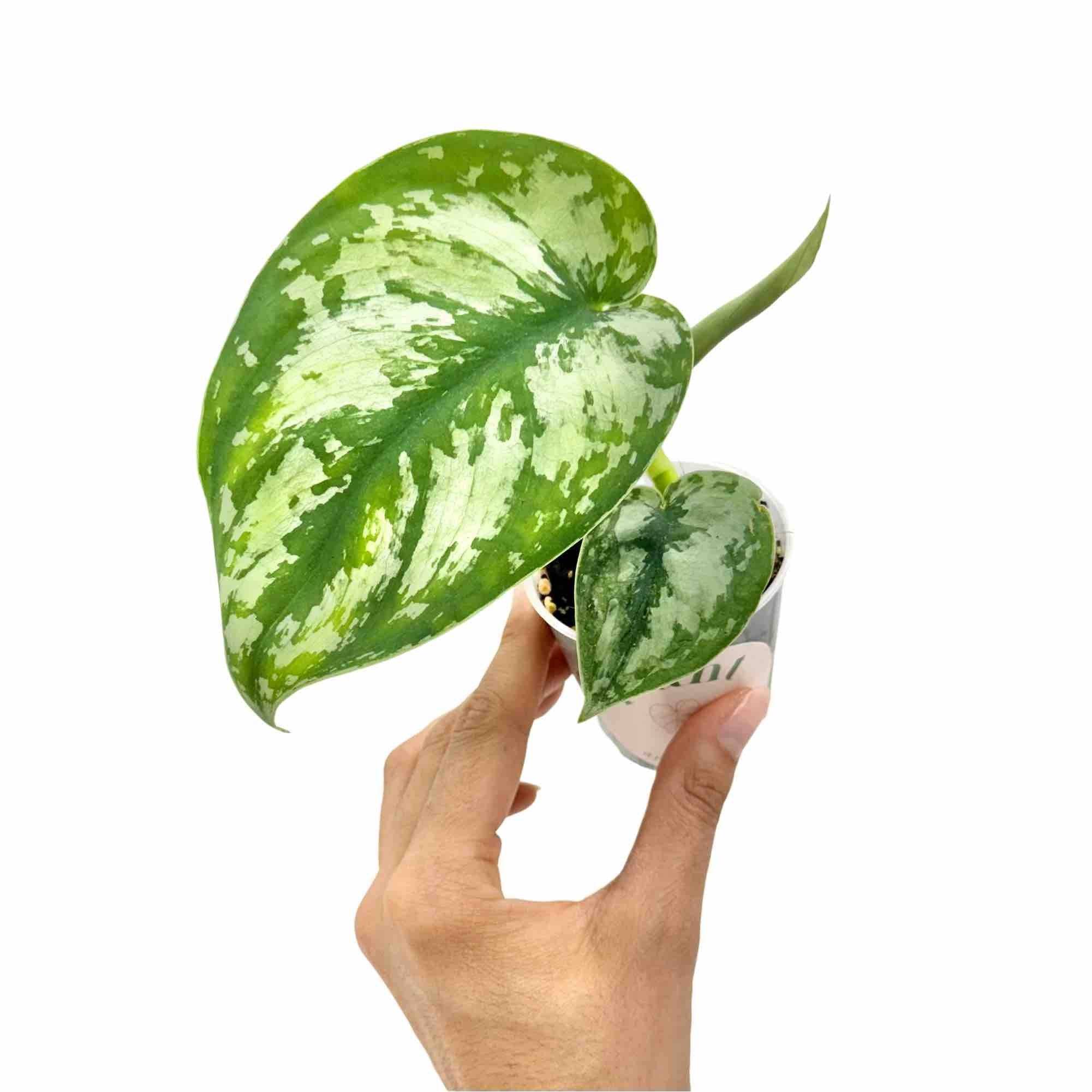Scindapsus Pictus Exotica - Pot de 6cm - Plantes d'intérieur
