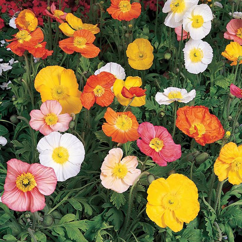 Pavot d'Islande - Papaver nudicaule Champagne Bubbles Mix Godet de 8/9 cm