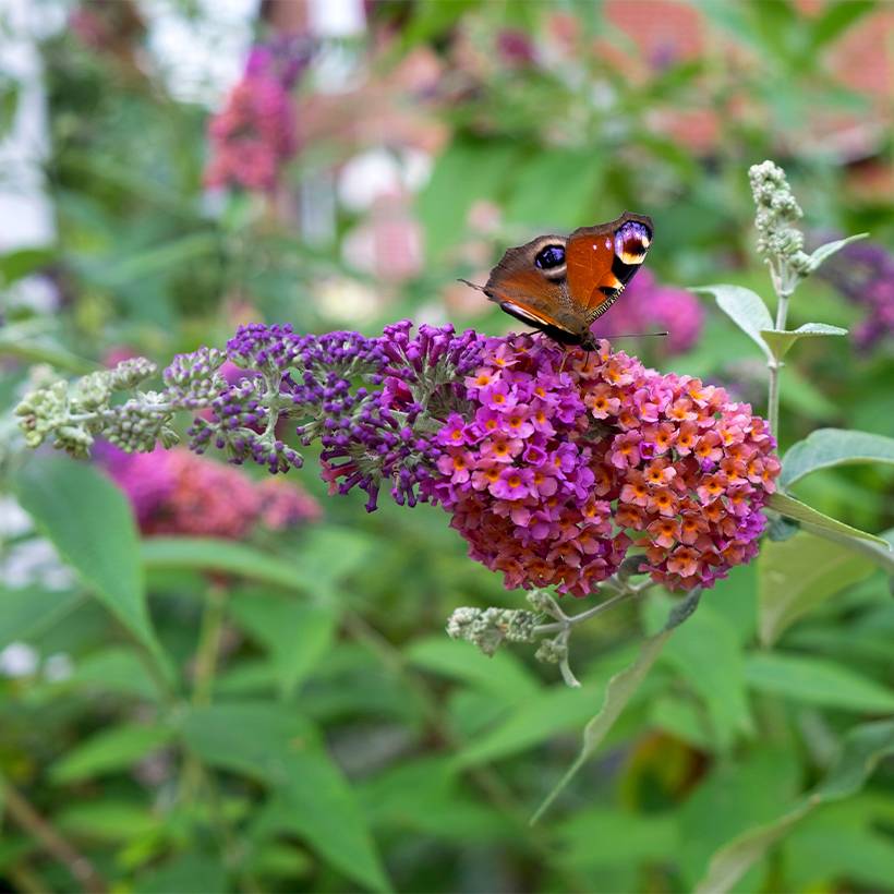 Buddleia Flower Power (Bicolor) - Arbre aux papillons Pot de 2L/3L - Image 1