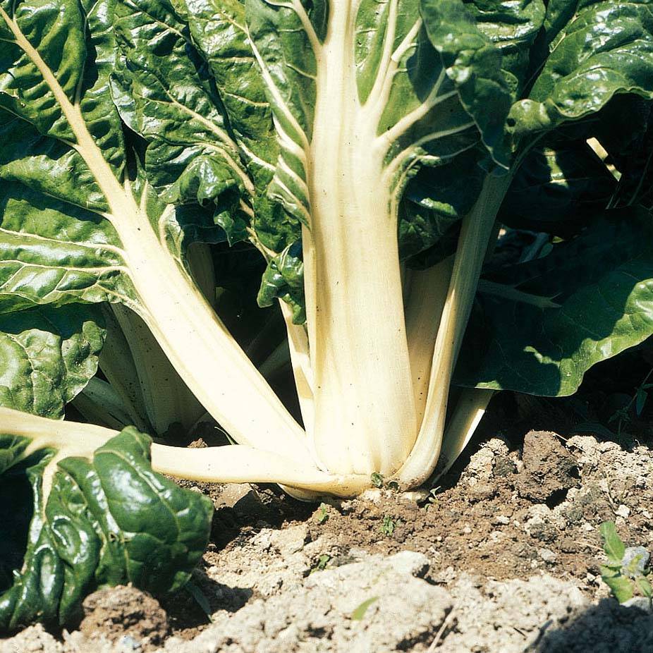Poirée verte à carde blanche 3 Bio le sachet de 120 graines environ (3g)