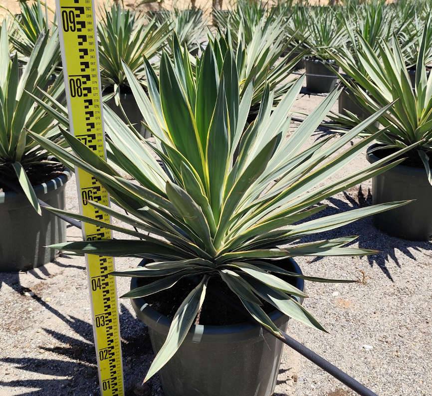 0 - Yucca gloriosa variegata (Dague espagnole) Pot de 9 litres - 50/60 cm - Image 3