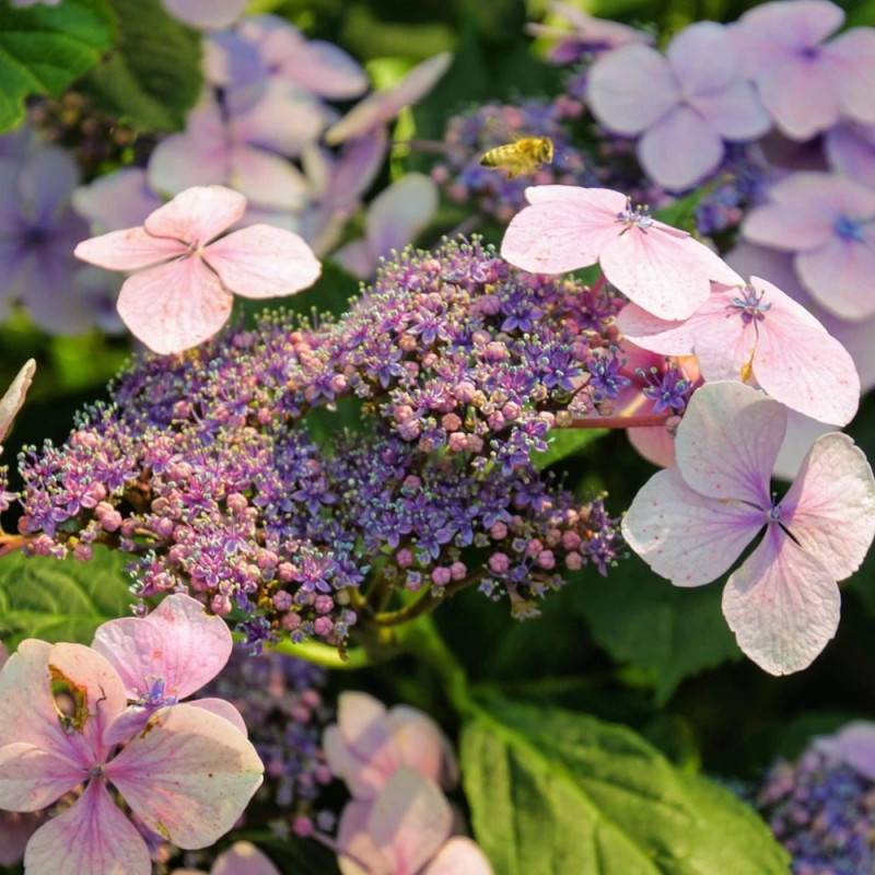 Hortensia arbustif Mauvette à fleurs Blanche - feuillage Caduc - Pot de 3L - 20/40 cm-  hauteur à maturité De 1,00 m à 1,50 m - Imagen 2