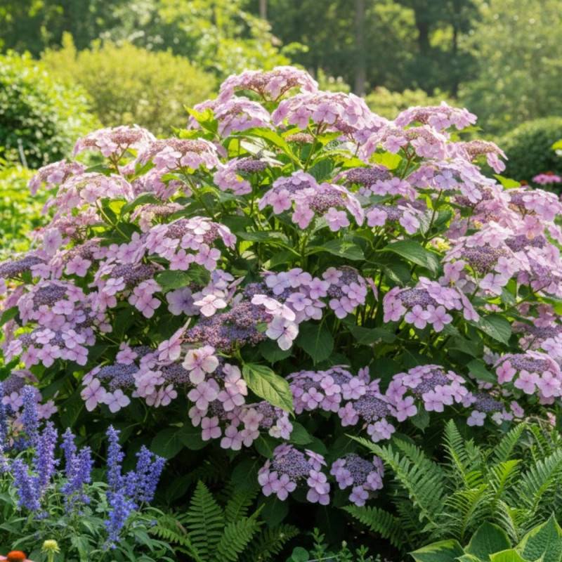 Hortensia arbustif Mauvette à fleurs Blanche - feuillage Caduc - Pot de 3L - 20/40 cm- hauteur à maturité De 1,00 m à 1,50 m - Image 4