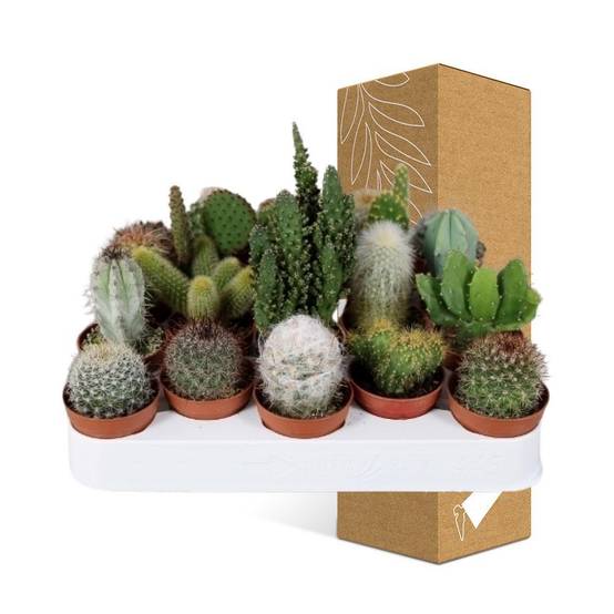 Cactussen Mix - D5 - Image 4