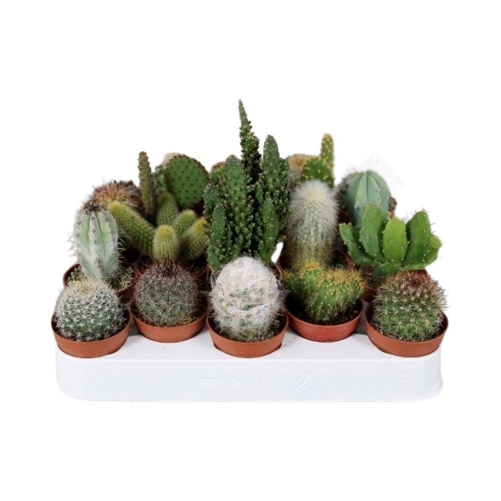 Cactussen Mix - D5 - Image 2
