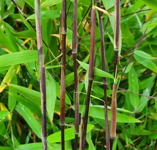 0 - Fargesia sp Jiuzhaigou Deep Purple (Bambou non traçant) Pot 15 Litres - 150/200cm - 6/10 cannes - Image 3