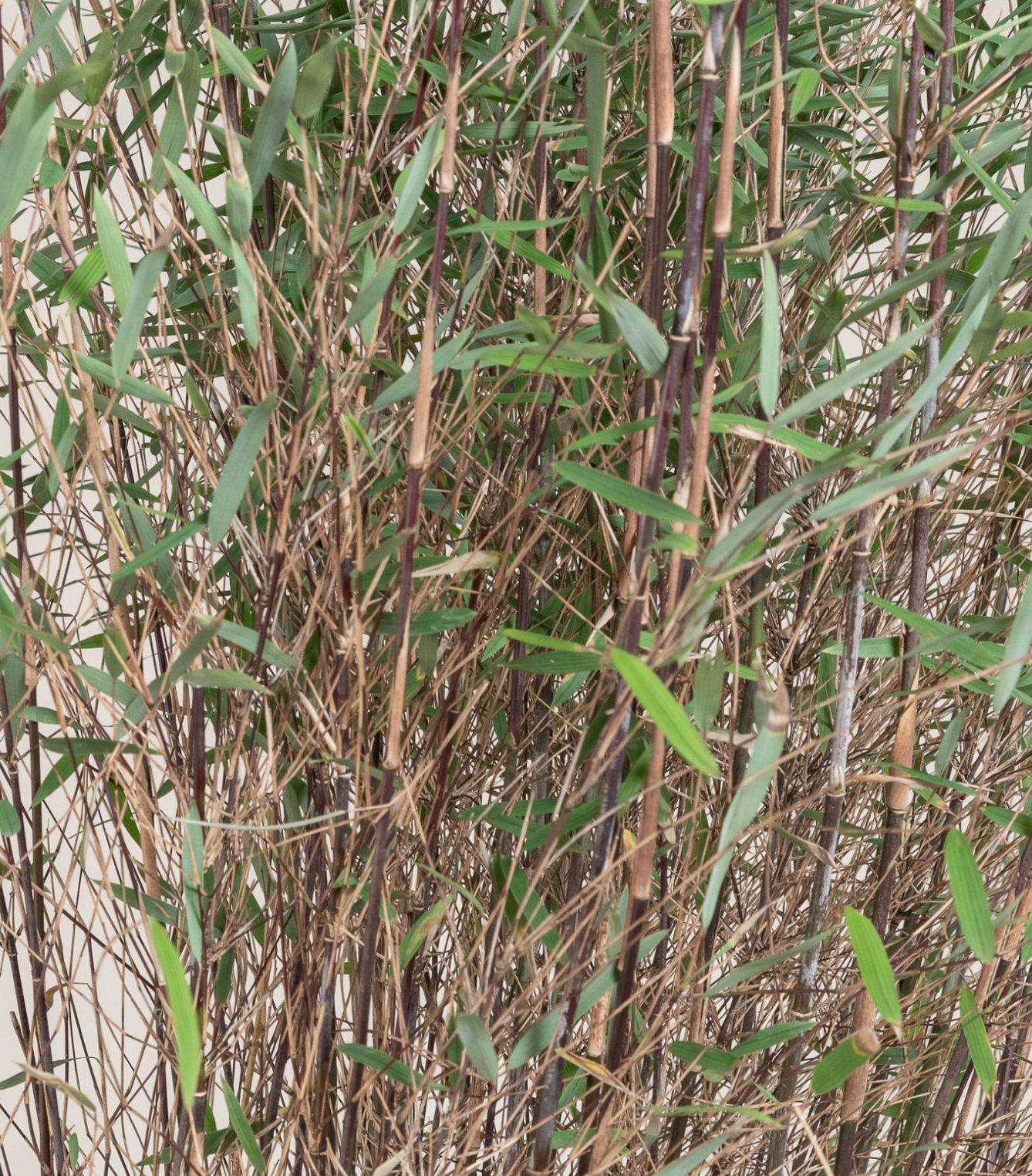 0 - Fargesia sp Jiuzhaigou Deep Purple (Bambou non traçant) Pot 15 Litres - 150/200cm - 6/10 cannes - Image 2