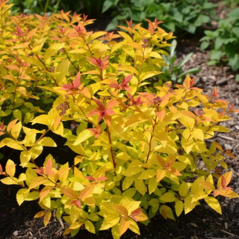 Spirée du Japon Little Flame® 'Minspil04', Spiraea à fleurs Rose - feuillage Caduc - Pot de 3L - 20/40 cm-  hauteur à maturité De 0,50 m à 1,00 m - Imagen 6