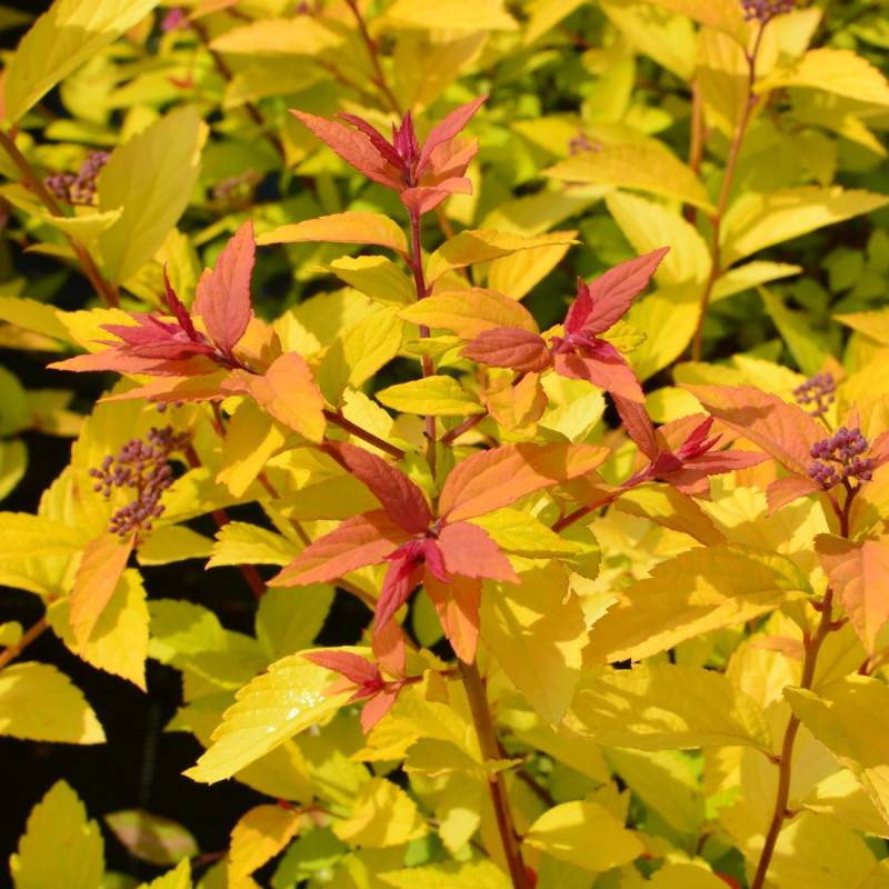 Spirée du Japon Little Flame® 'Minspil04', Spiraea à fleurs Rose - feuillage Caduc - Pot de 3L - 20/40 cm-  hauteur à maturité De 0,50 m à 1,00 m - Imagen 1