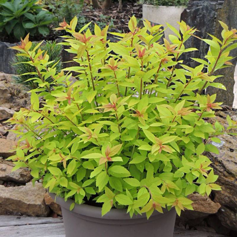Spirée du Japon Little Flame® 'Minspil04', Spiraea à fleurs Rose - feuillage Caduc - Pot de 3L - 20/40 cm-  hauteur à maturité De 0,50 m à 1,00 m - Imagen 3